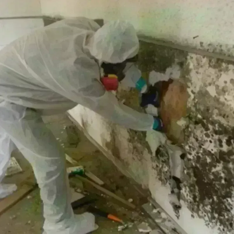 Mold Remediation and Removal in Columbus, NC